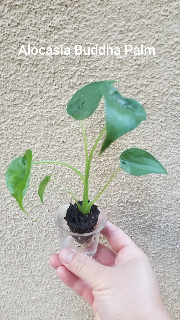 buddhist palm plant Alocasia Buddha's Palm
