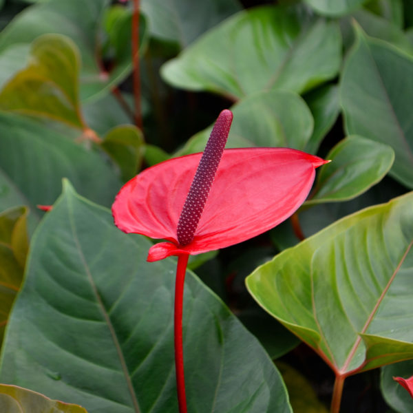 anthurium giant red heart Anthurium Red Heart