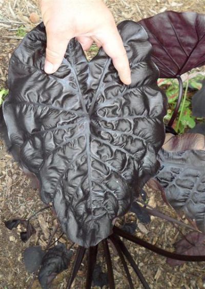 black ripple elephant ear plant Colocasia Black Ripple