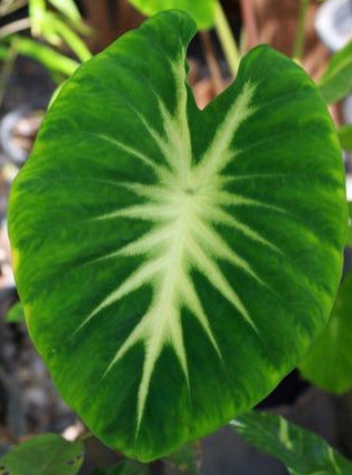 nancy an elephant ear plant Colocasia Nancy's Revenge
