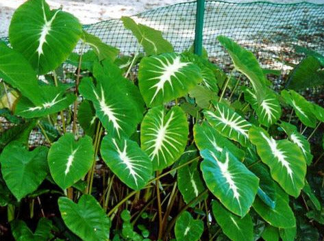 nancy an elephant ear plant Colocasia Nancy's Revenge