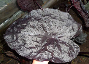 Colocasia Painted Black