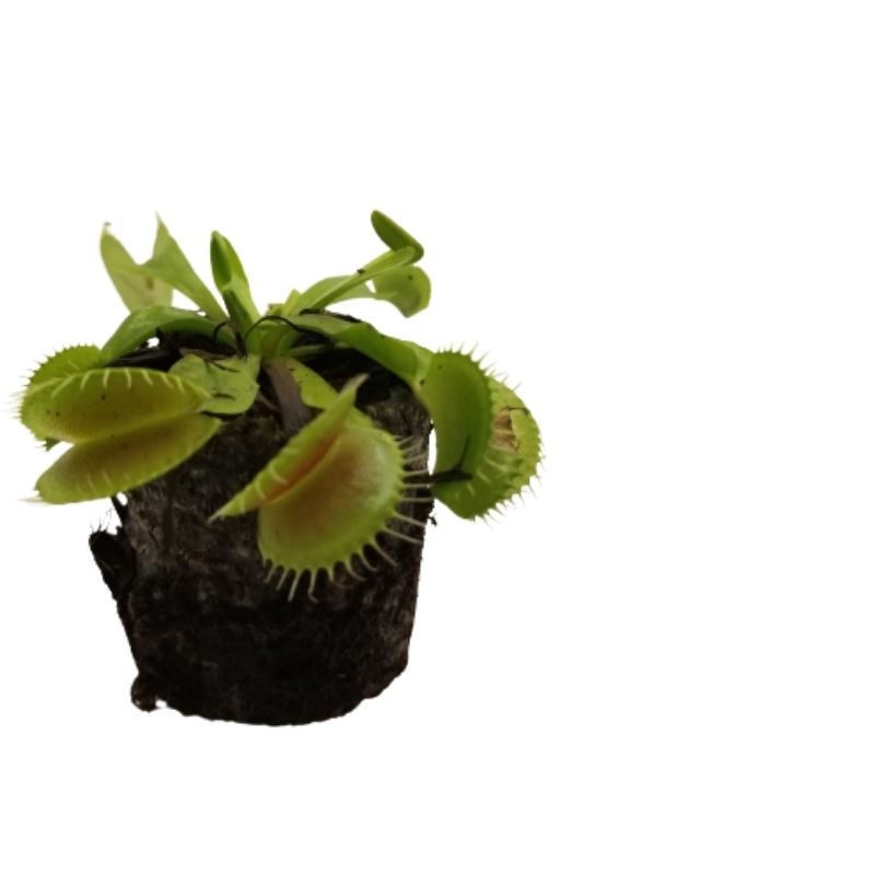 Venus Flytraps