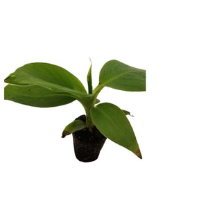 Musa Plants