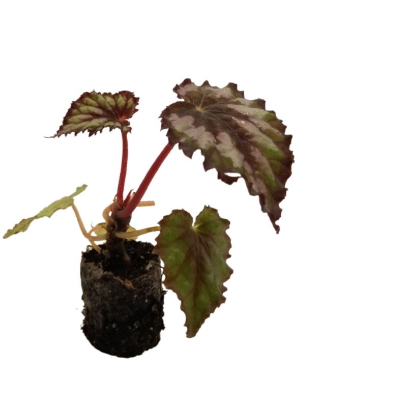 Begonia Rex