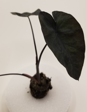 Colocasia Painted Black