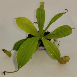 Nepenthes Alata