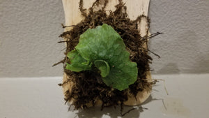 Platycerium Superbum - Staghorn Fern