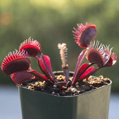 Venus FlyTrap 