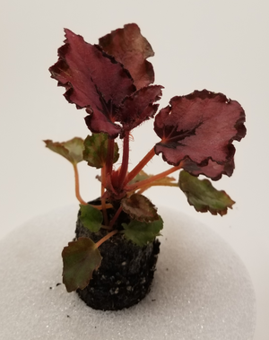 Begonia Rex "Red Robin"