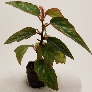 Angel Wing Begonia "Medora"