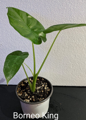 Alocasia Borneo King