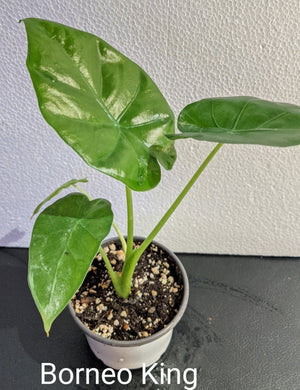 Alocasia Borneo King