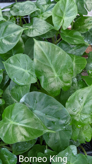 Alocasia Borneo King
