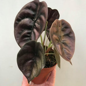 Alocasia Cuprea "Red Secret"