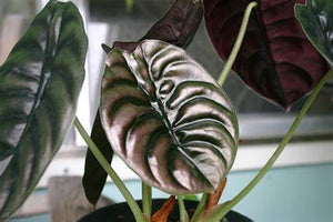 Alocasia Cuprea "Red Secret"