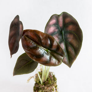 Alocasia Cuprea "Red Secret"