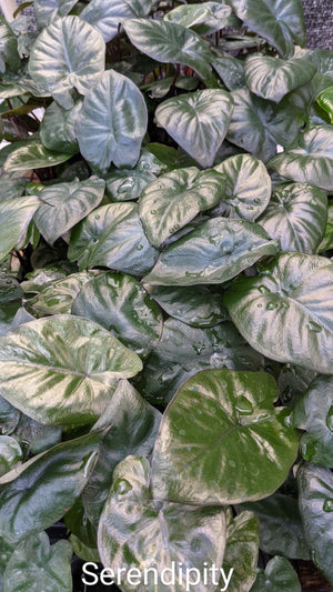 Alocasia Serendipity
