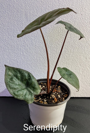 Alocasia Serendipity