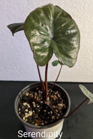Alocasia Serendipity