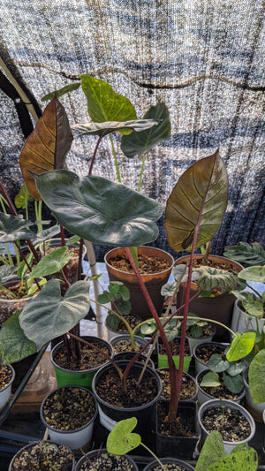 Alocasia Serendipity