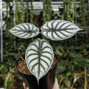 Alocasia Baginda "Silver Dragon"