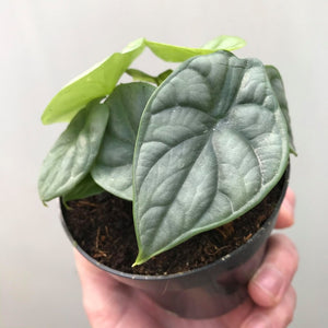 Alocasia Baginda "Silver Dragon"