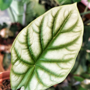 Alocasia Baginda "Silver Dragon"