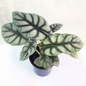 Alocasia Baginda "Silver Dragon"