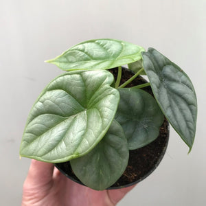 Alocasia Baginda "Silver Dragon"