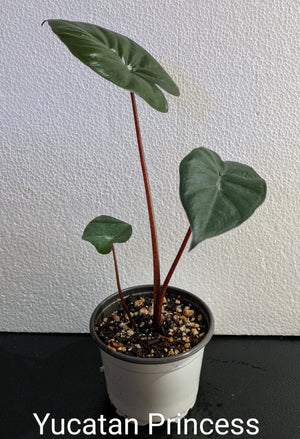 Alocasia 'Sarawakensis' Yucatan Princess
