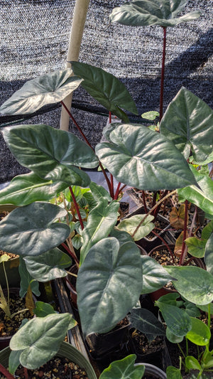 Alocasia 'Sarawakensis' Yucatan Princess