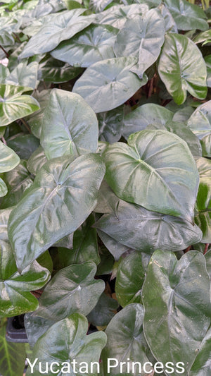 Alocasia 'Sarawakensis' Yucatan Princess