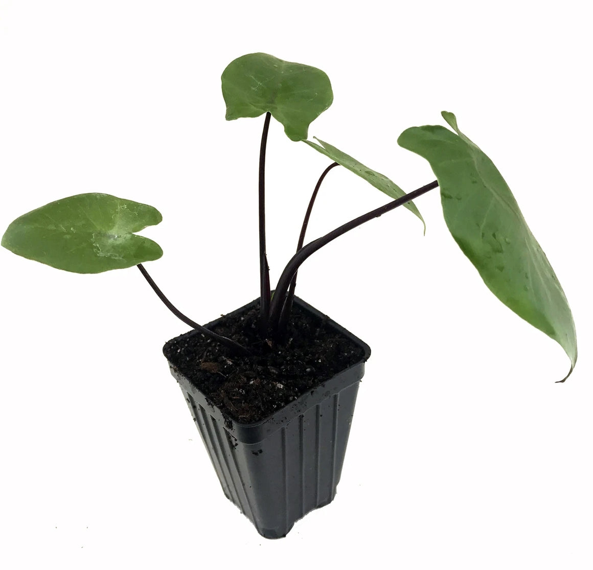 Alocasia Black Stem