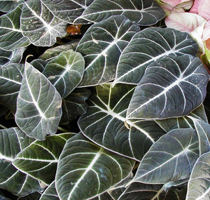 Alocasia Black Velvet