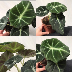 Alocasia Black Velvet