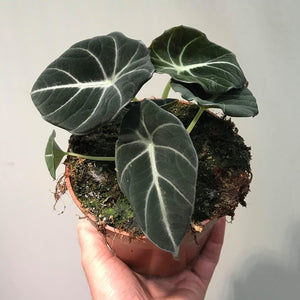 Alocasia Black Velvet