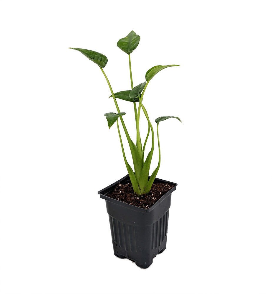 buddha palm plant care Alocasia Buddha's Palm