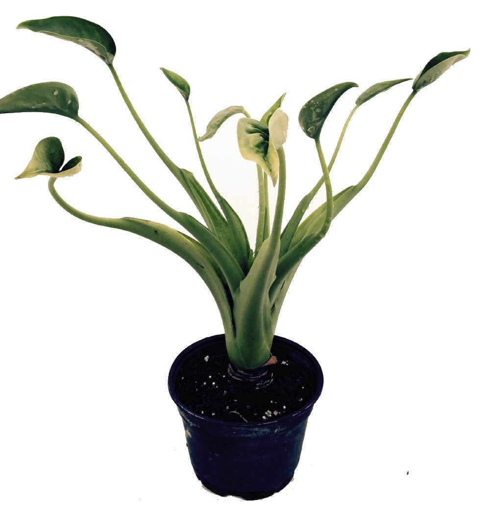buddha palm plant care Alocasia Buddha's Palm