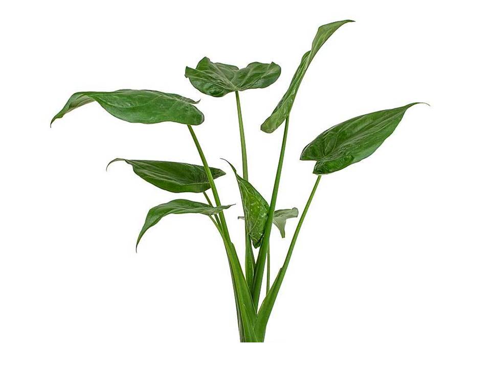 buddha palm plant Alocasia Buddha's Palm