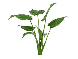 Alocasia Buddha's Palm