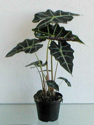 Alocasia Amazonica