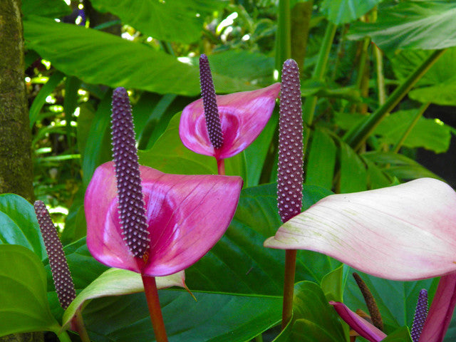 anthurium purple arcs Anthurium Purple Heart