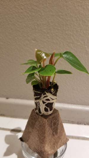 Anthurium White Heart