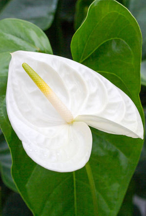Anthurium White Heart