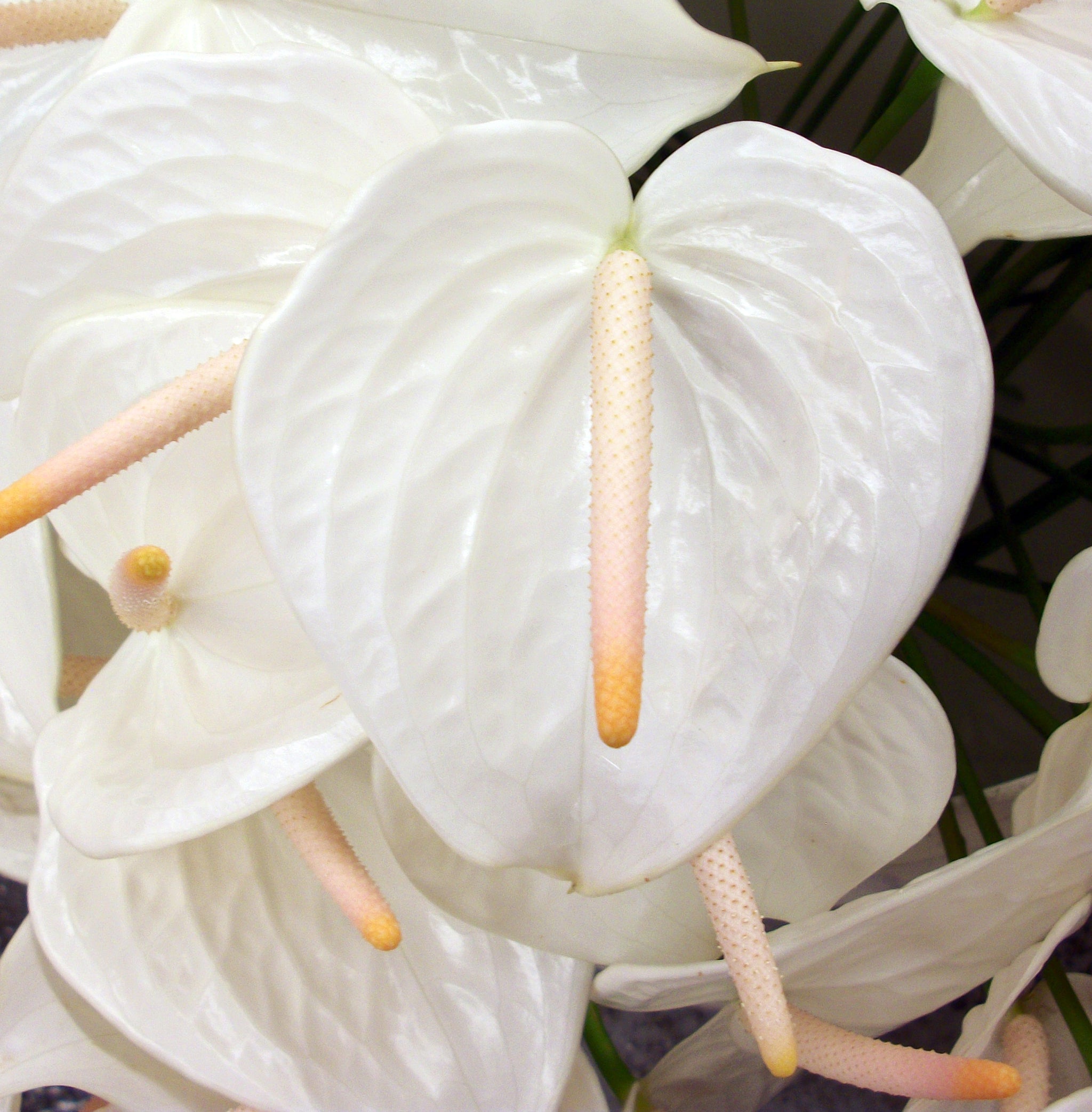 anthurium white heart Anthurium White Heart
