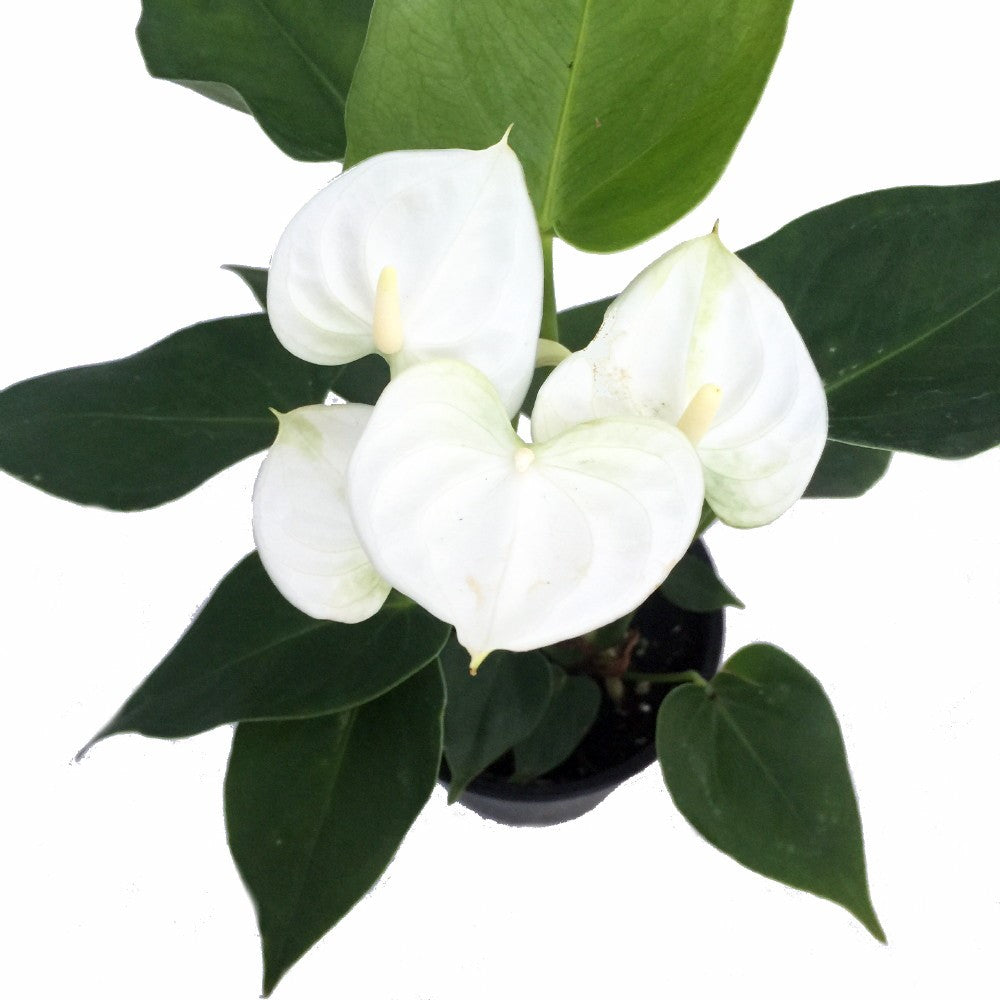 anthurium maui white Anthurium White Heart