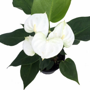 Anthurium White Heart