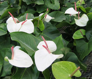 Anthurium White Heart