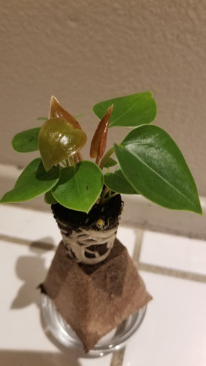 Anthurium White Heart